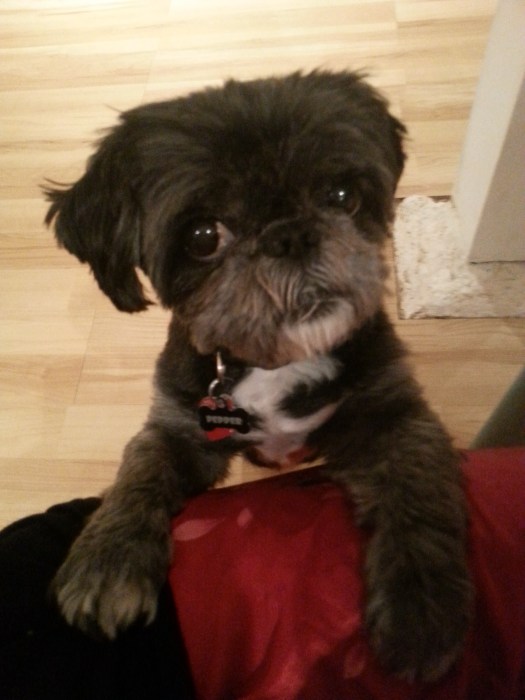 this dog is called Pepper and lives in my apartment