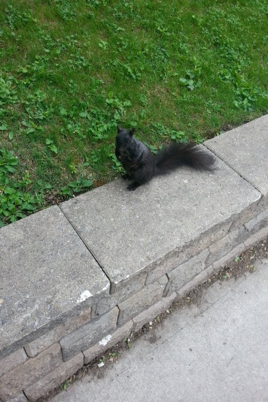 one of the squirrel community near my apartment